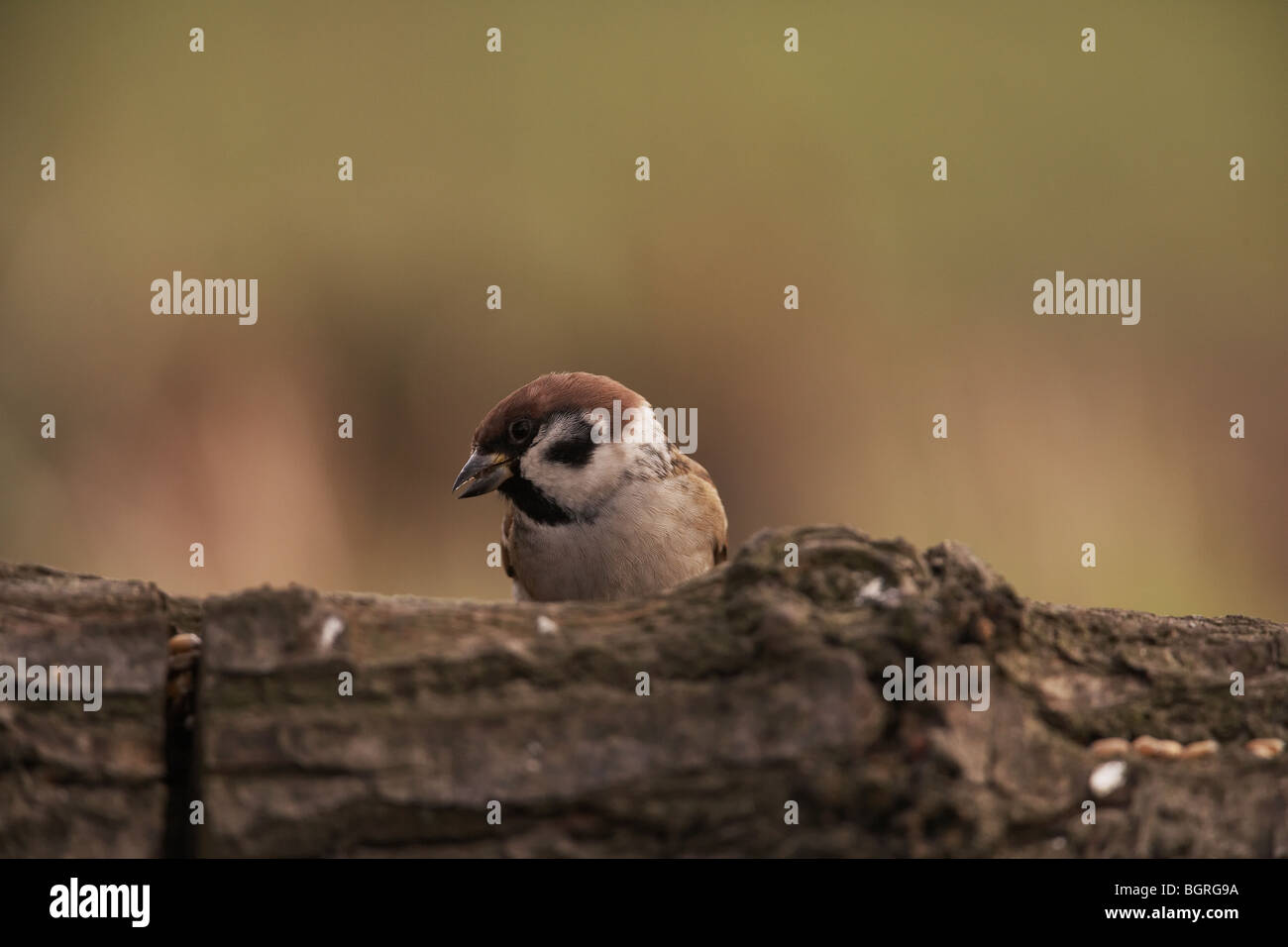 Tree sparrow, Passer montanus Stock Photo