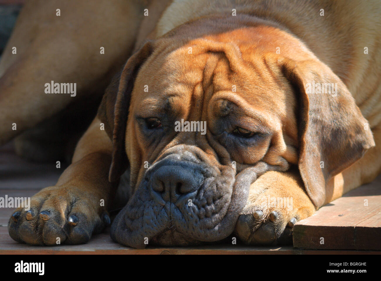 Dog Boerboel / Boerbull / South African Mastiff. Stock Photo