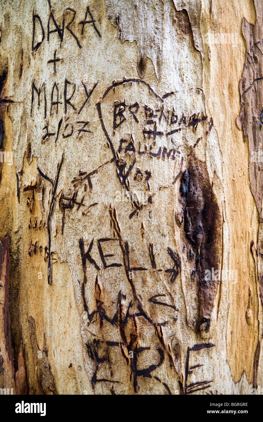 Graffiti on Red Tingle Tree, nr Pemberton, Western Australia Stock Photo