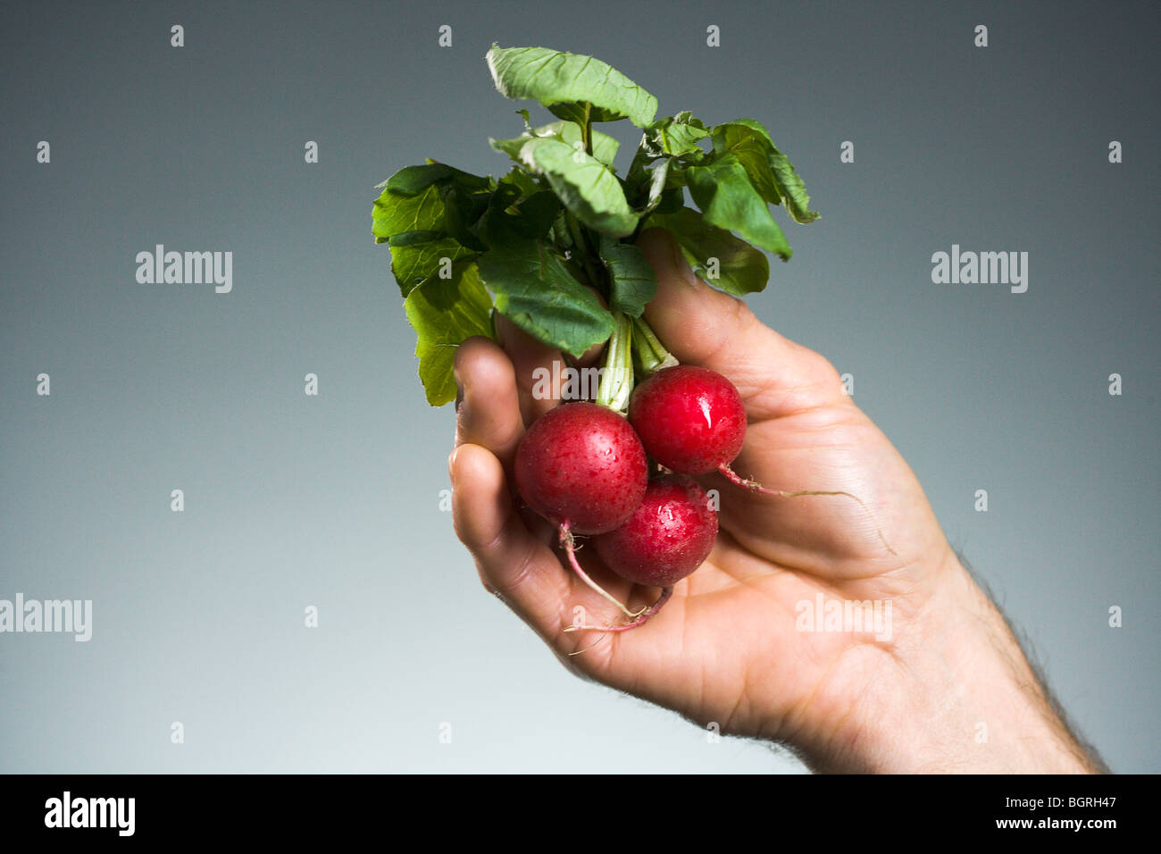 Man holding a bunch of radishes. Stock Photo
