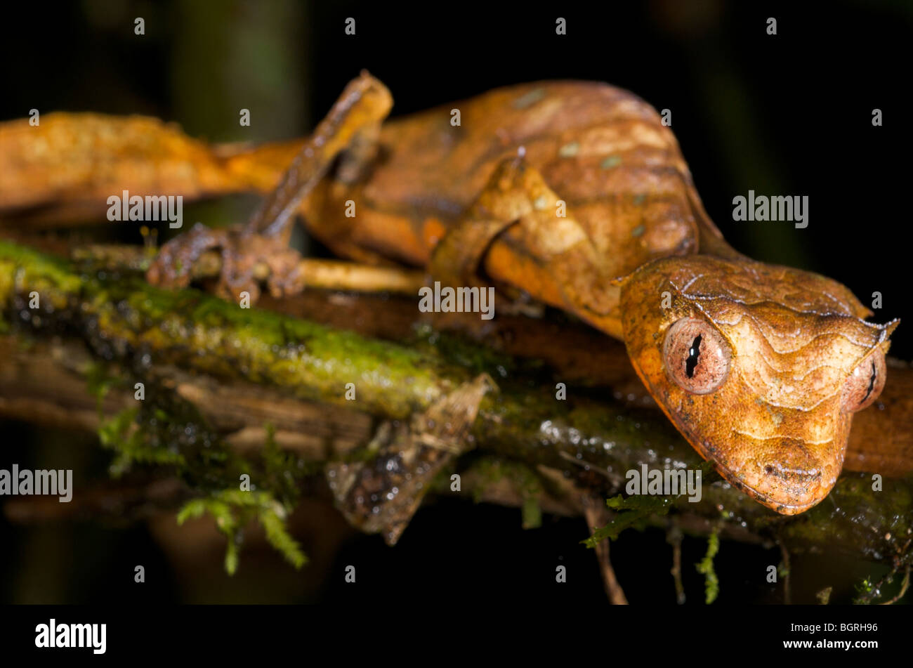 Satanic leaf-tailed geko, Madagascar Stock Photo