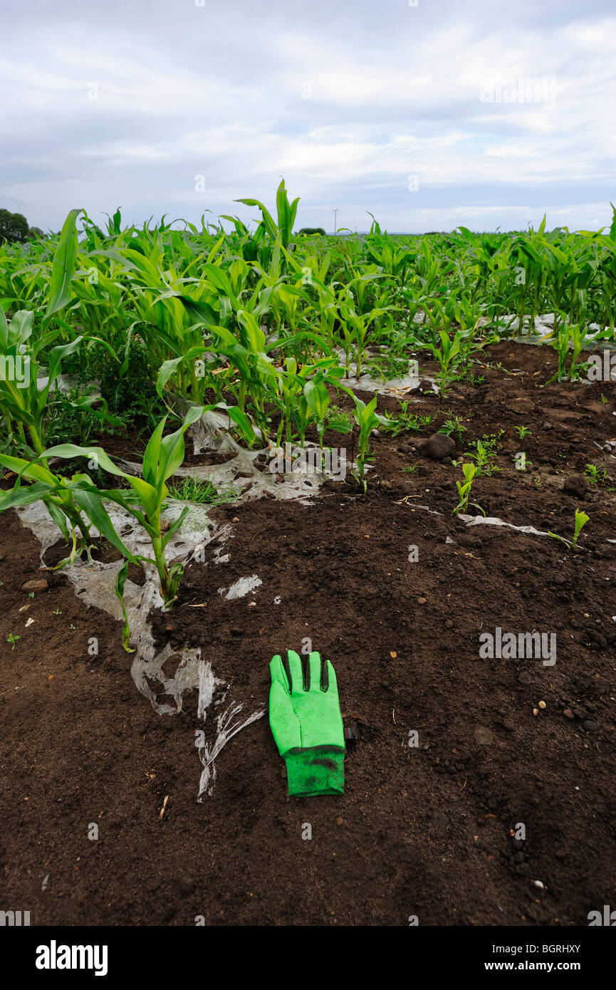 Maize crops growing on Cheshire farmland. Stock Photo