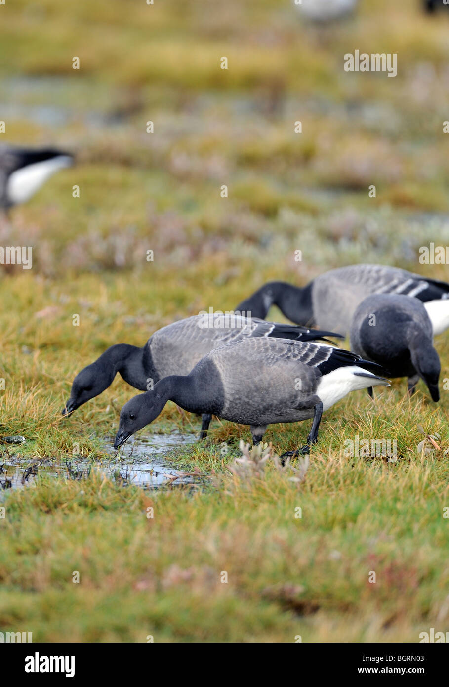 A flock of Brent Geese (Branta bernicla) on a Lincolnshire salt-marsh. Bernache cravant.  Ringelgans.  Barnacla carinegra. Stock Photo