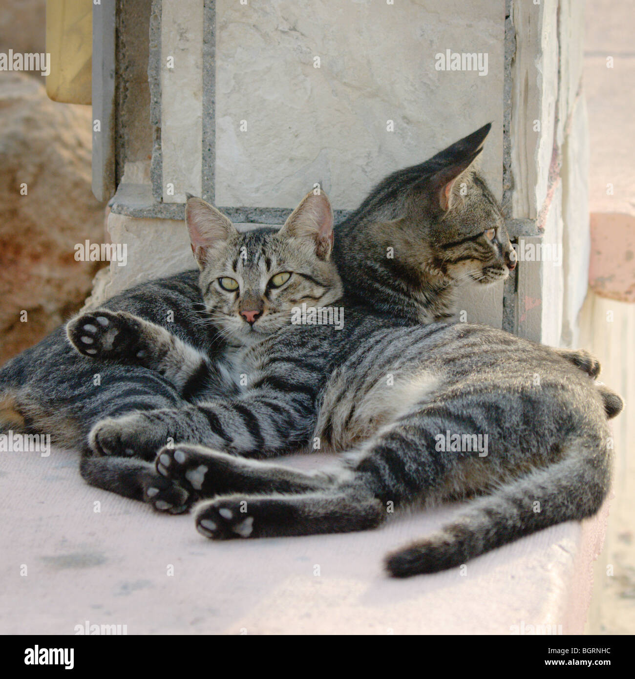 Two tabby kittens one hi-res stock photography and images - Alamy