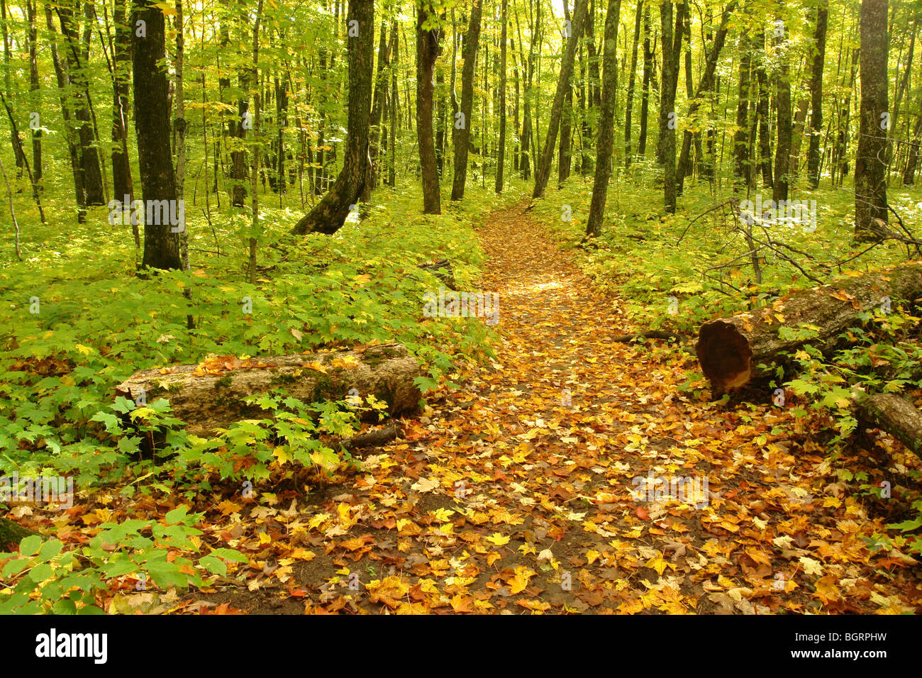 AJD62638, MI, Michigan, Upper Peninsula, Black River Scenic Byway Drive