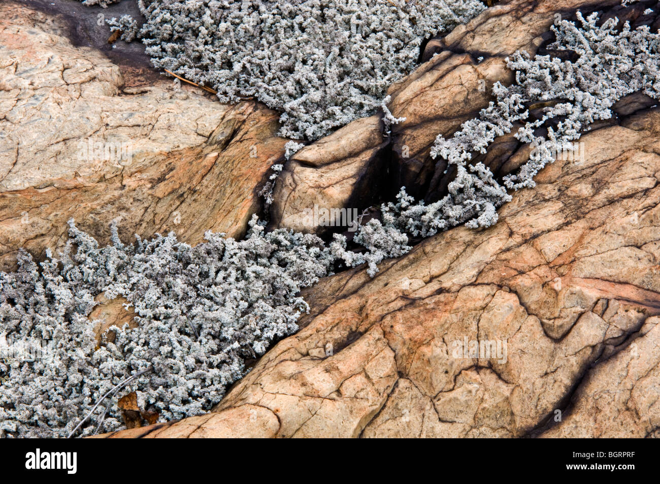 Red pine (Pinus resinosa) Seedling and wooly foam lichen on rock outcrop, Greater Sudbury, Ontario, Canada Stock Photo