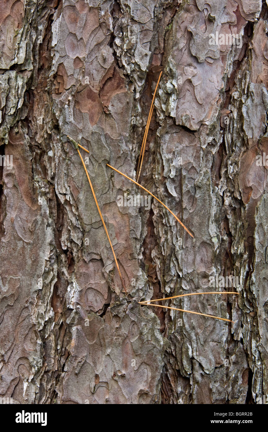 Red pine (Pinus resinosa) Bark and embedded pine needles, Lake Superior Provincial Park, Ontario Stock Photo