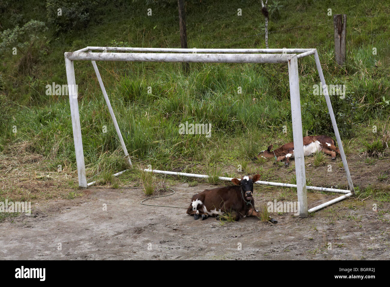 Cow lying in the goalpost at Quito, Ecuador Stock Photo