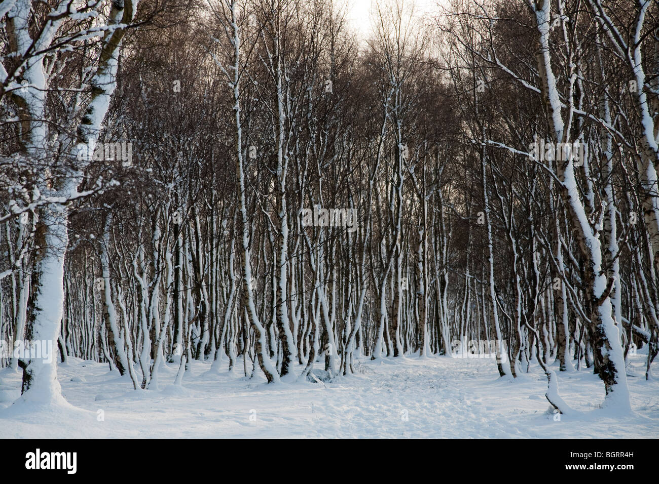 Silver birch trees at Lawrencefield between Bakewell and Sheffield in the Peak District Nation