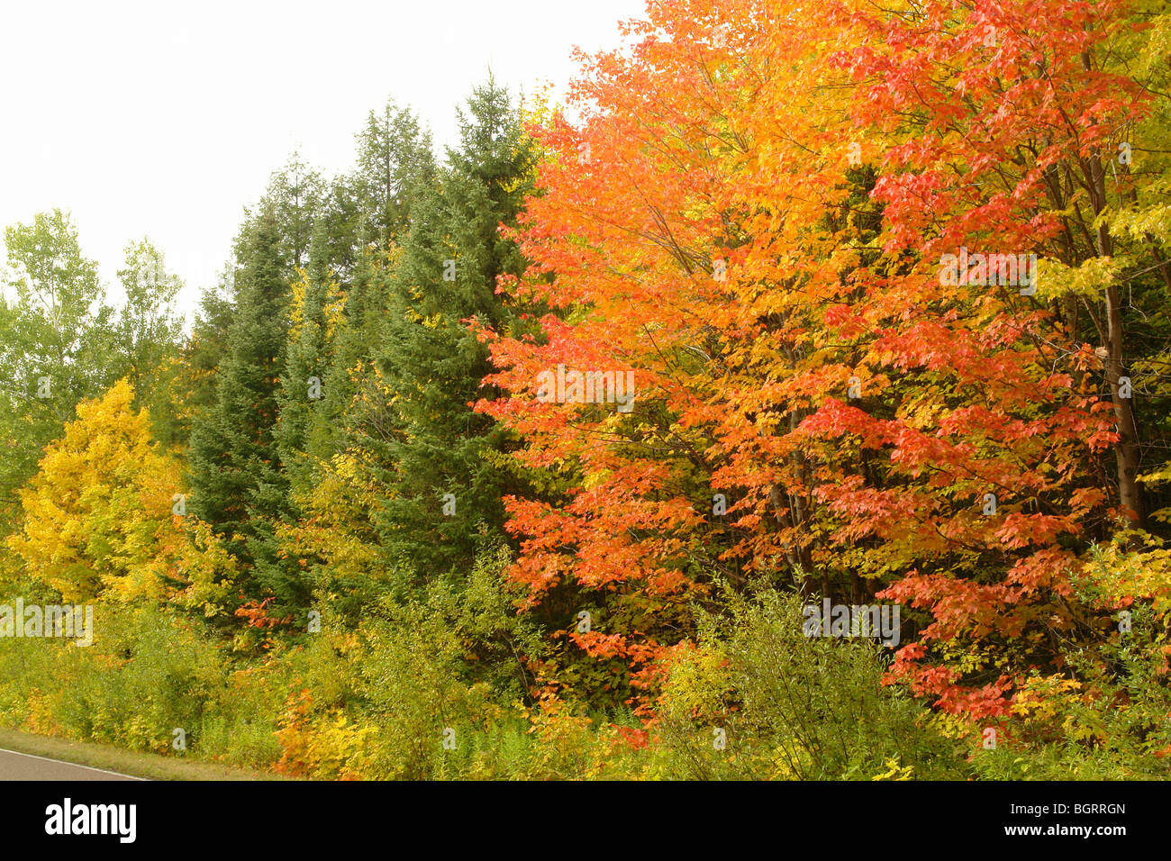 AJD62693, MI, Michigan, Upper Peninsula, Porcupine Mountains Wilderness