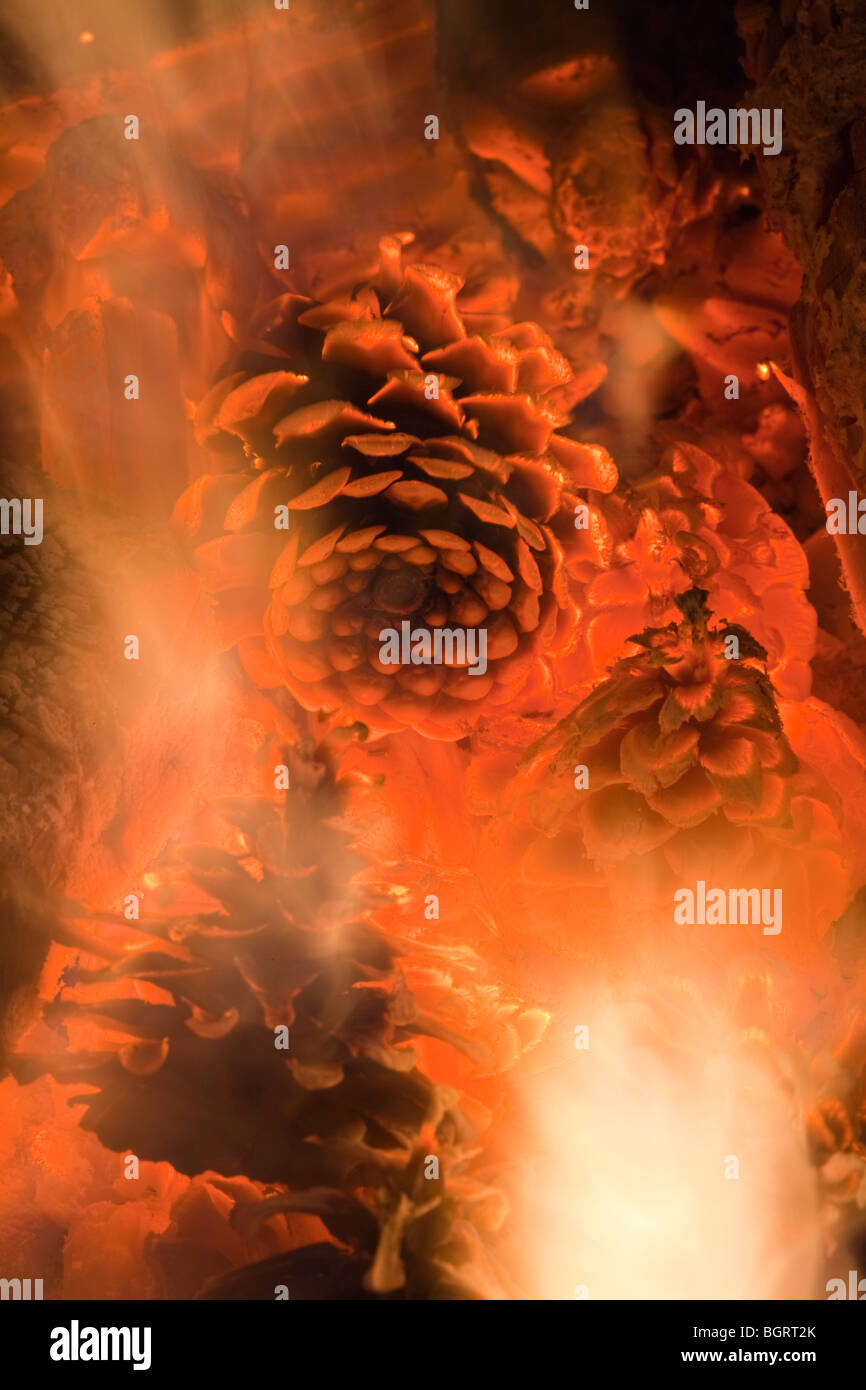 Pine cones burning on a wood burning stove, to provide heat in a house