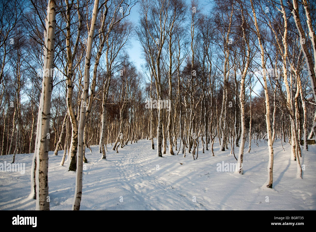 Silver birch trees at Lawrencefield quarry between Bakewell and
