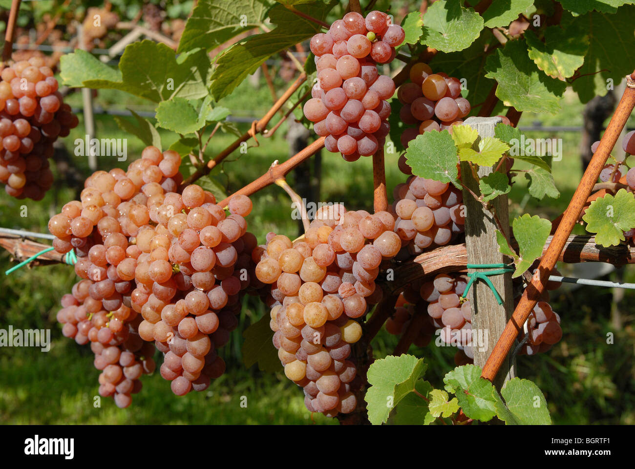 Ripe grapes Stock Photo