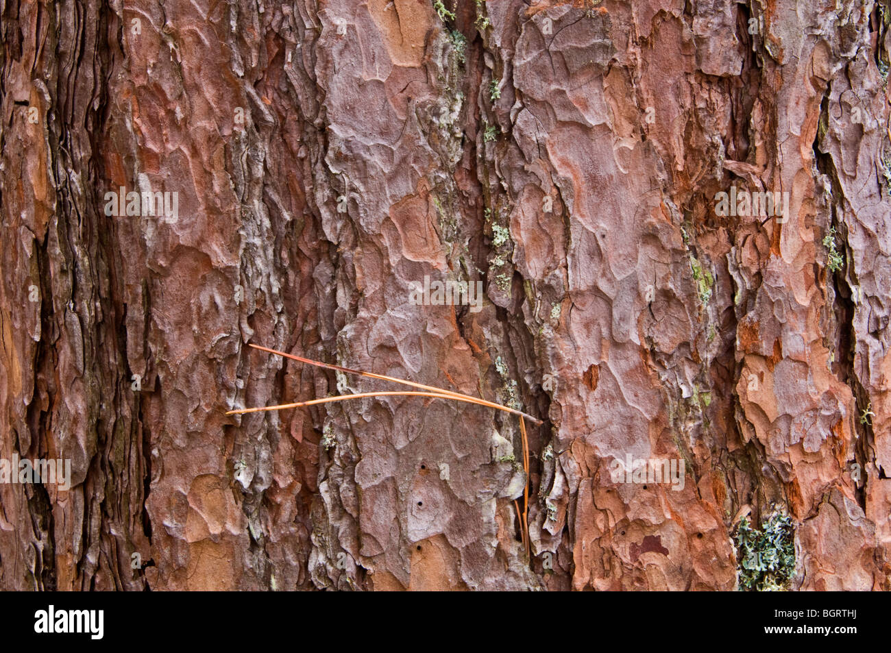 Red pine (Pinus resinosa) Bark and embedded pine needles, Lake Superior Provincial Park, Ontario Stock Photo