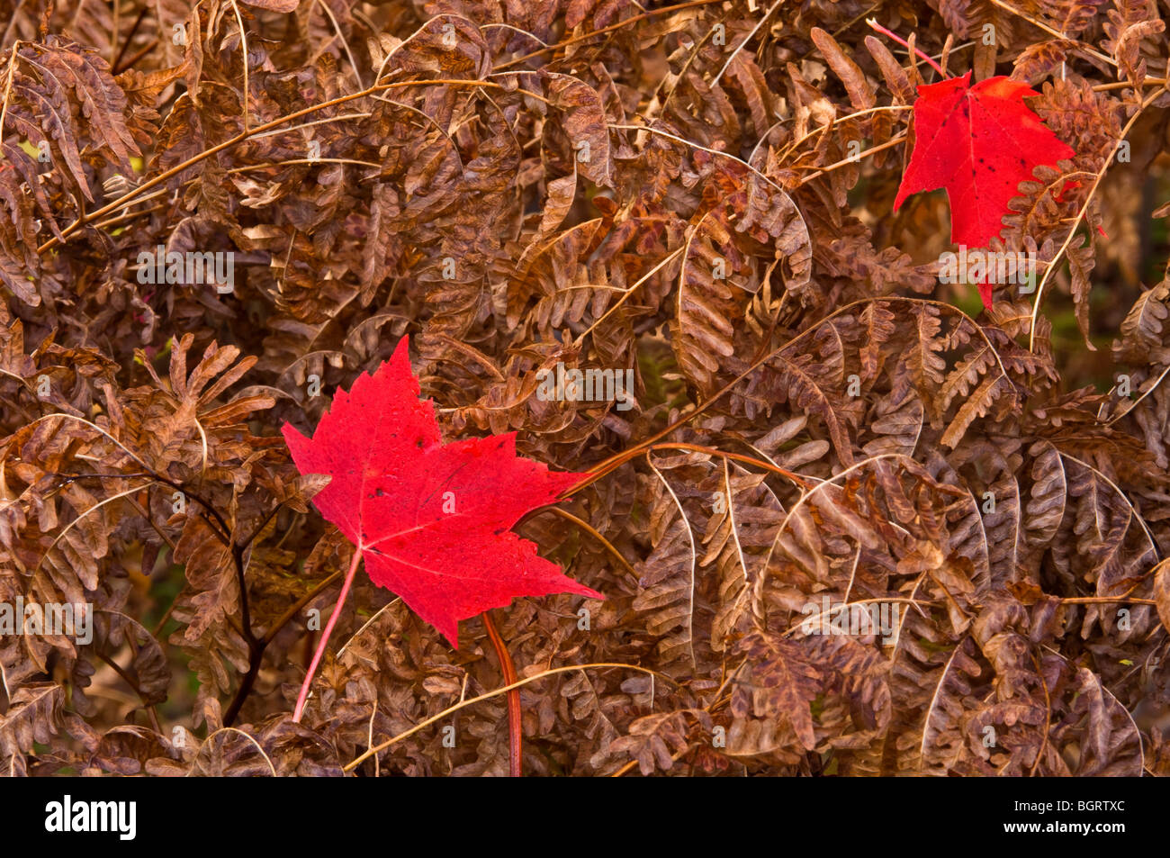 Fallen Red maple (Acer rubrum), leaf and dead bracken fern fronds, Naughton, Ontario, Canada Stock Photo