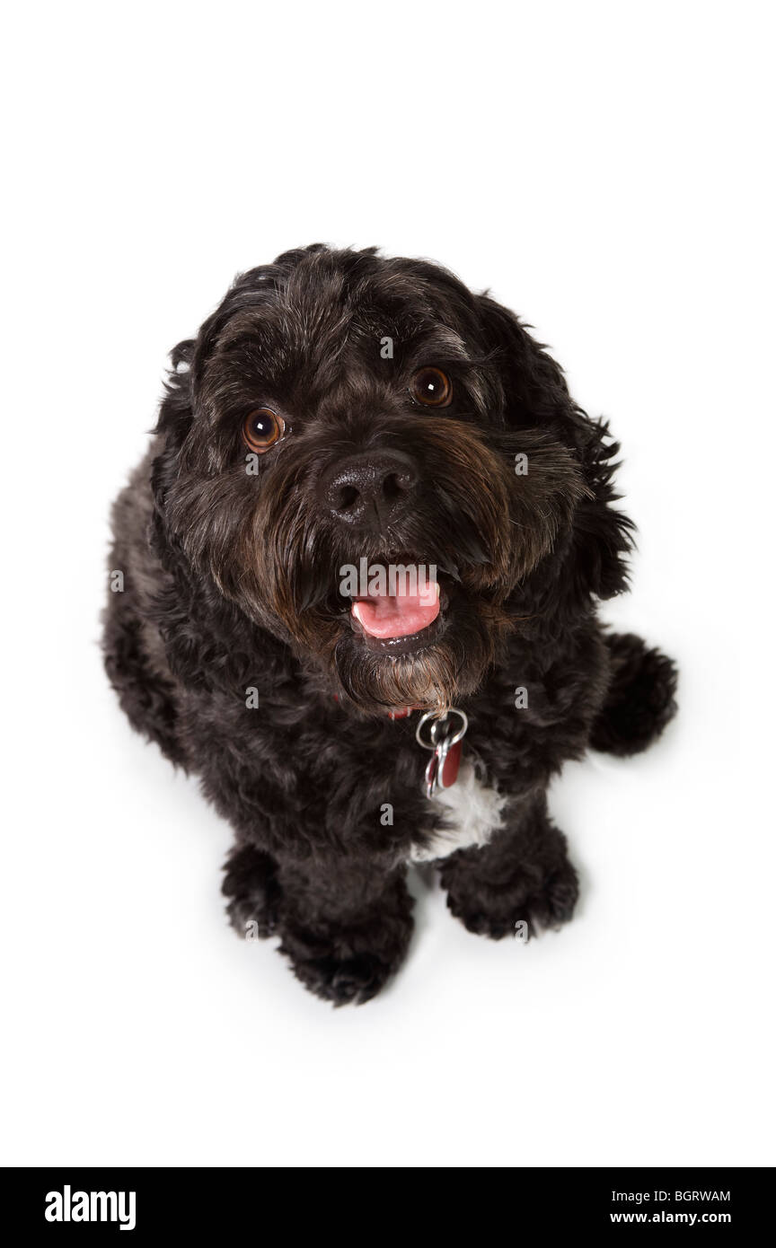 Bichon hotsell cocker spaniel