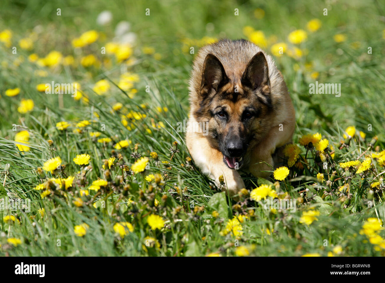 German Shepherd running in field Stock Photo Alamy
