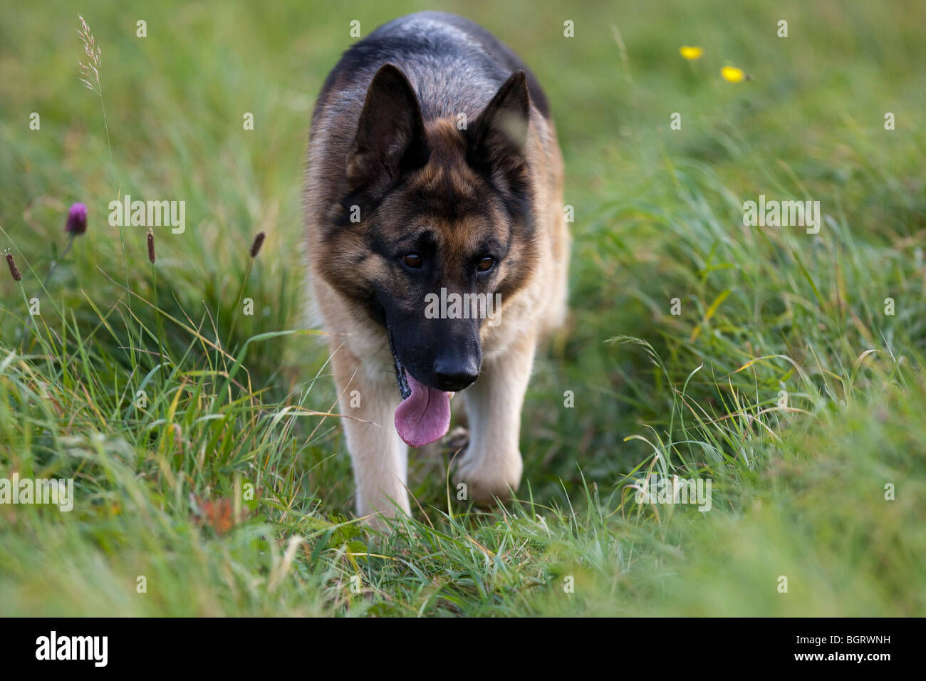 German Shepherd running in field Stock Photo Alamy
