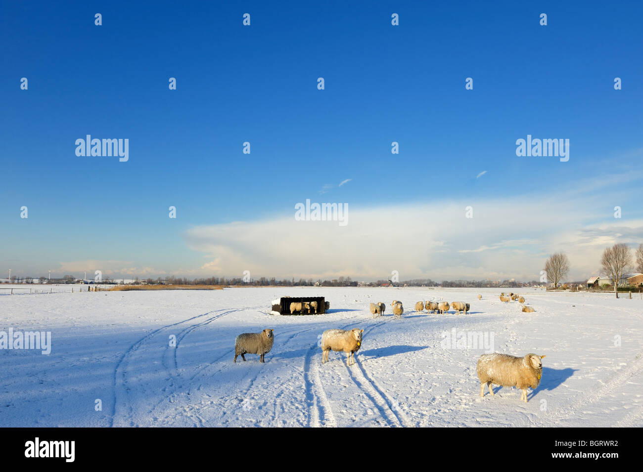 Beautiful winter landscape with sheep in the Netherlands (Spaarnwoude Haarlem ) Stock Photo