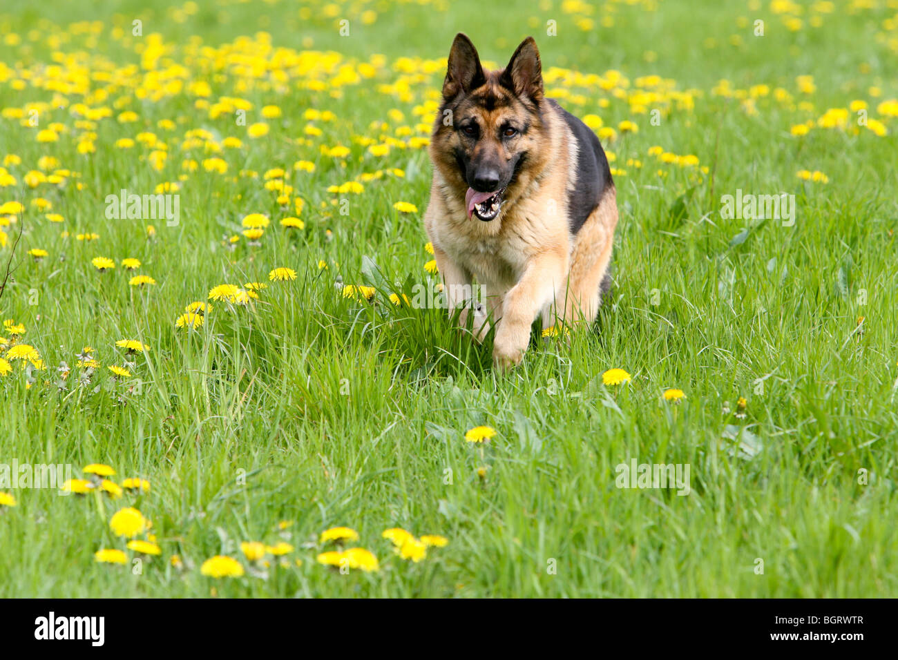 German Shepherd running in field Stock Photo Alamy