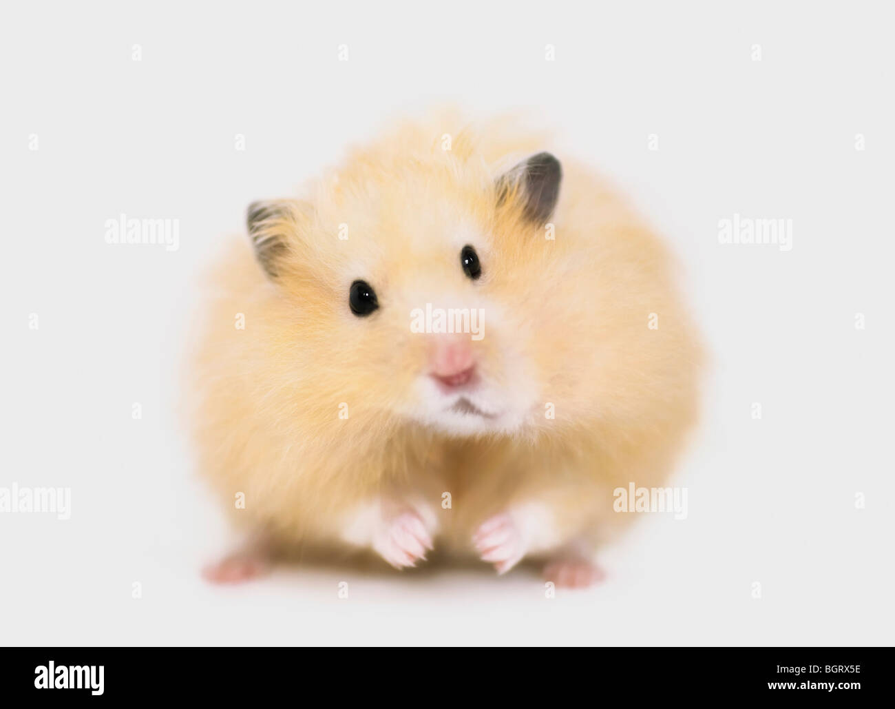 teddy bear hamster brown