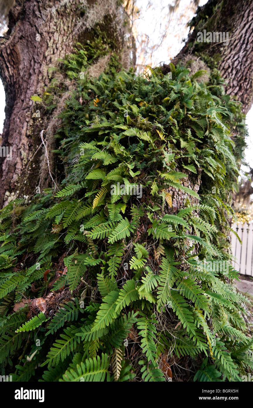 Resurrection Plant Stock Photos & Resurrection Plant Stock ...