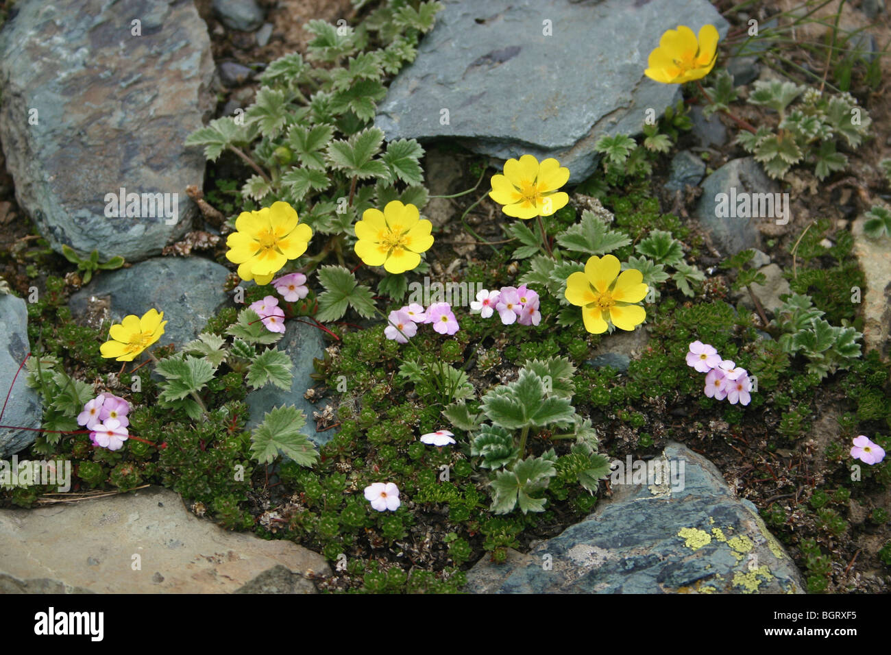 Garden ground cover plant hi-res stock photography and images - Alamy