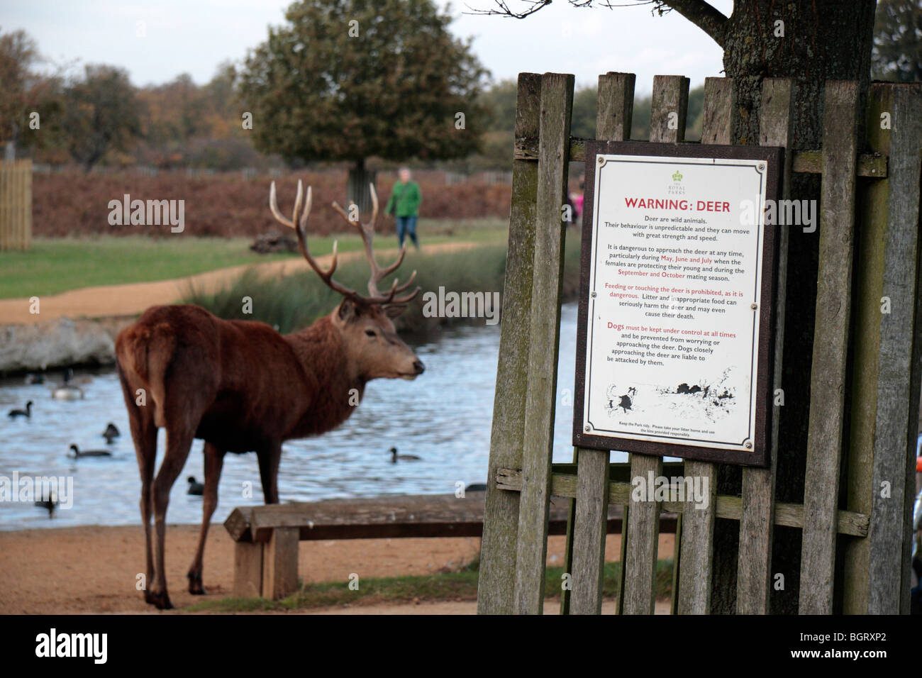 https://c8.alamy.com/comp/BGRXP2/a-large-male-stag-red-deer-on-a-public-path-beside-a-small-pond-in-BGRXP2.jpg