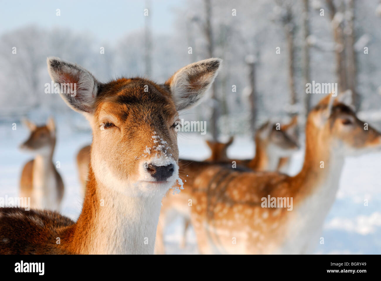 Cute deer in winter (The Netherlands Elswout Overveen) Stock Photo