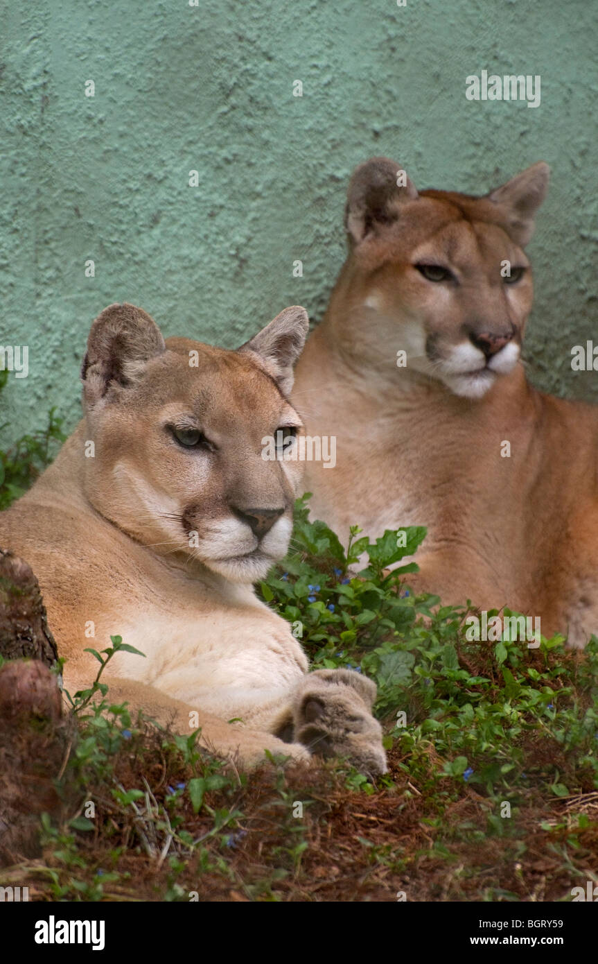 Cougar or Felis concolor pair in captivity. Stock Photo