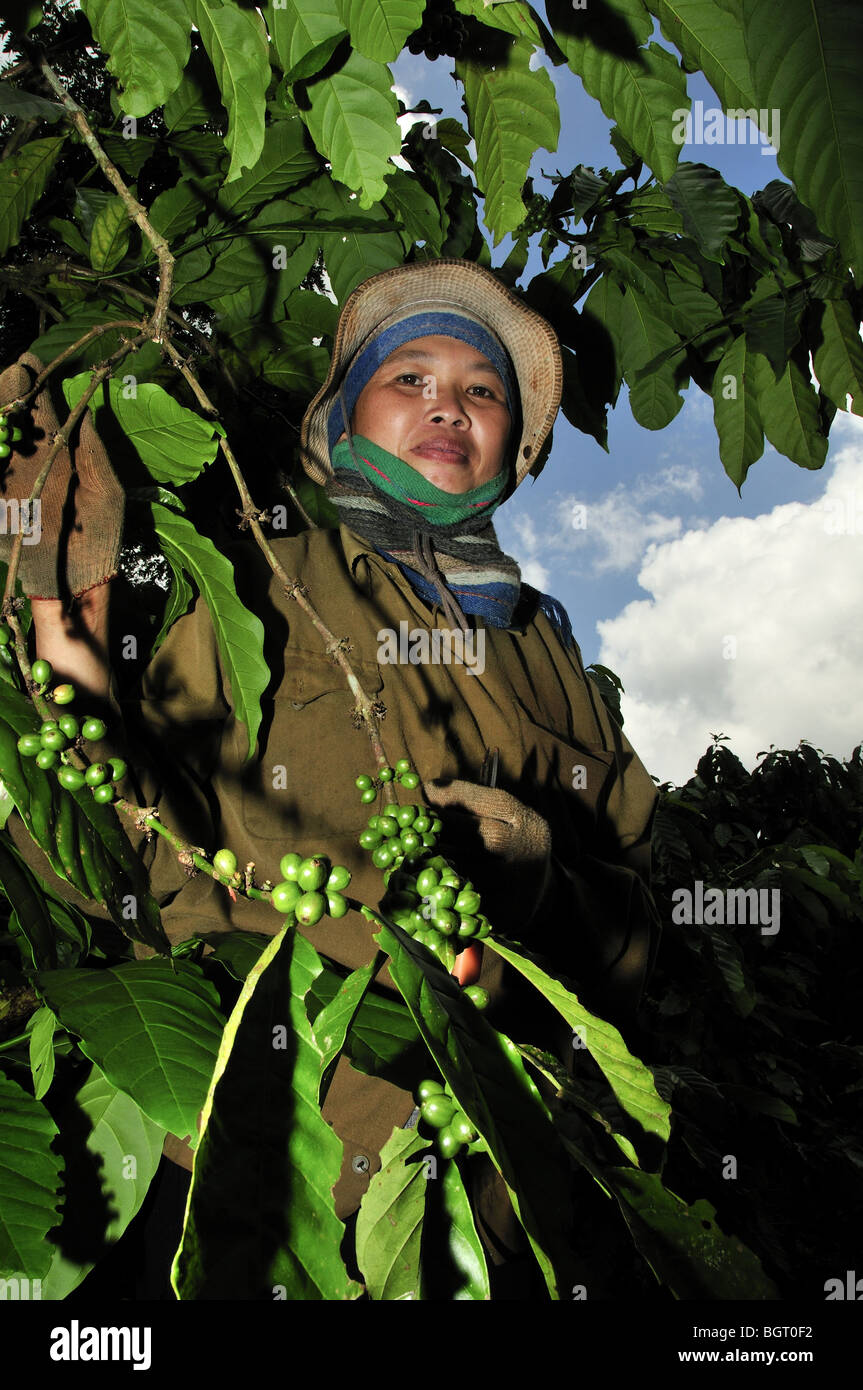 Coffee farmer in Vietnam Stock Photo