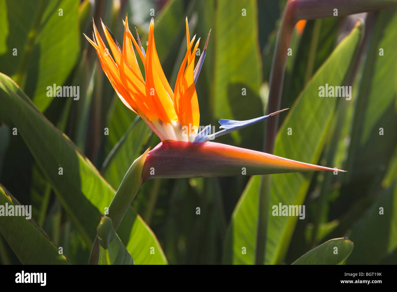 Bird of paradise flower (Strelitzia reginae Stock Photo Alamy