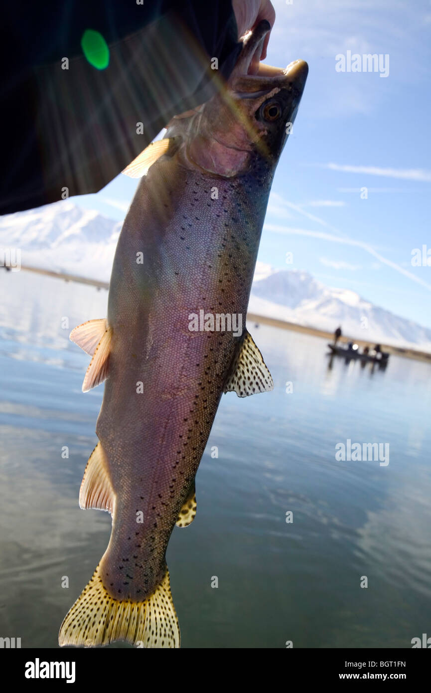 Holding rainbow trout after catching in lake Stock Photo