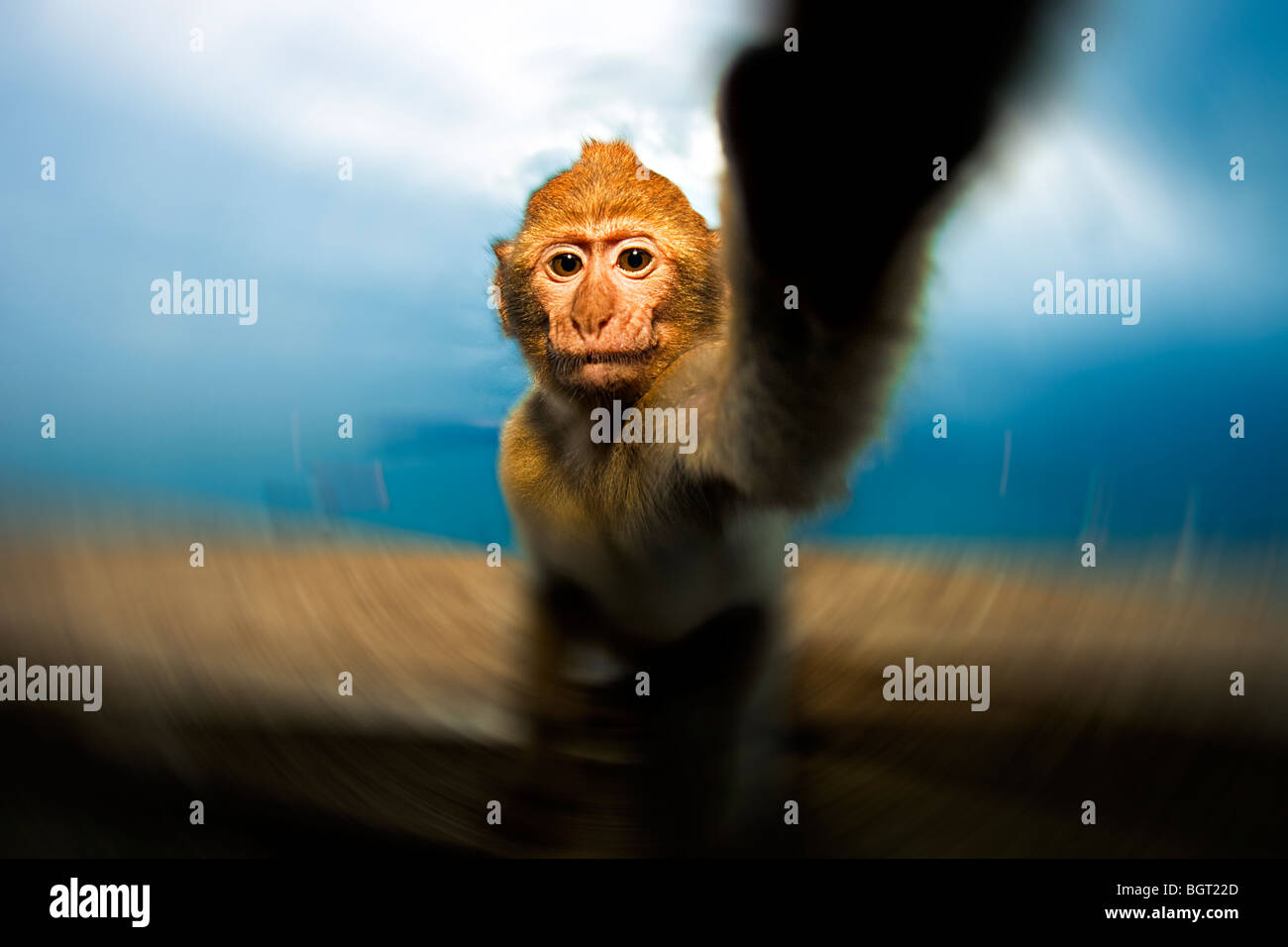 Baby monkey reaching (Macaca sylvanus), Rock of Gibraltar, UK Stock Photo
