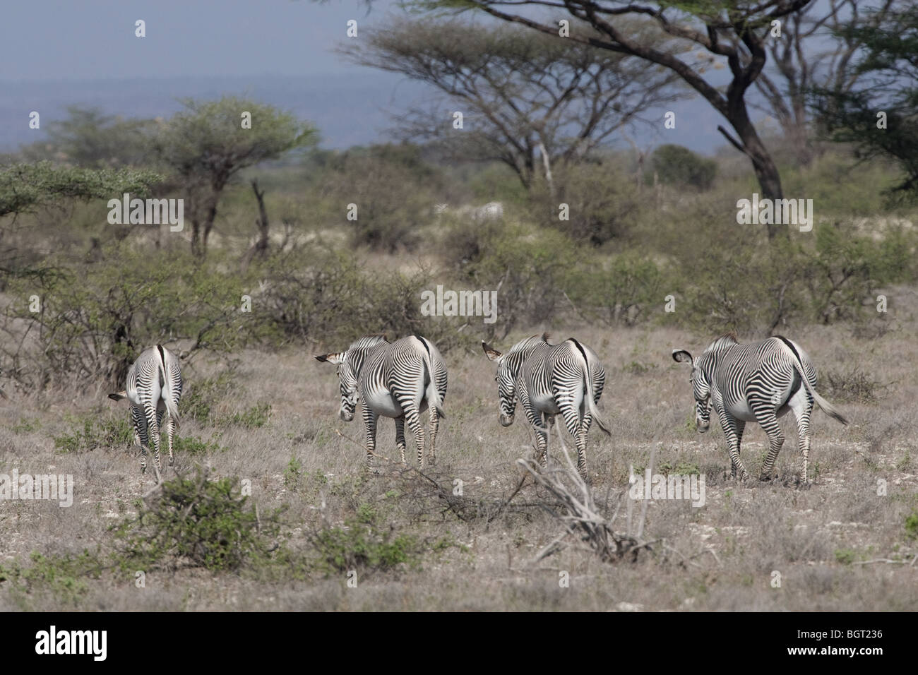 Grevys Zebra Samburu Kenya Stock Photo