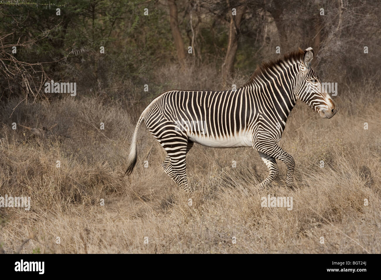 Grevys Zebra Samburu Kenya Stock Photo