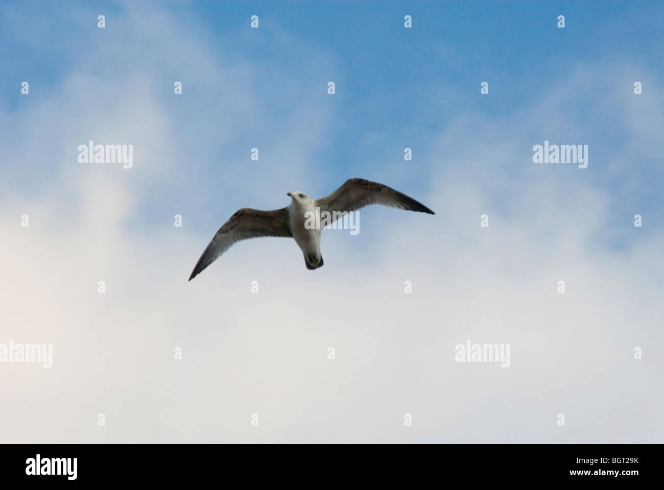 Seagull in flight against blue sky with fluffy clouds Stock Photo - Alamy