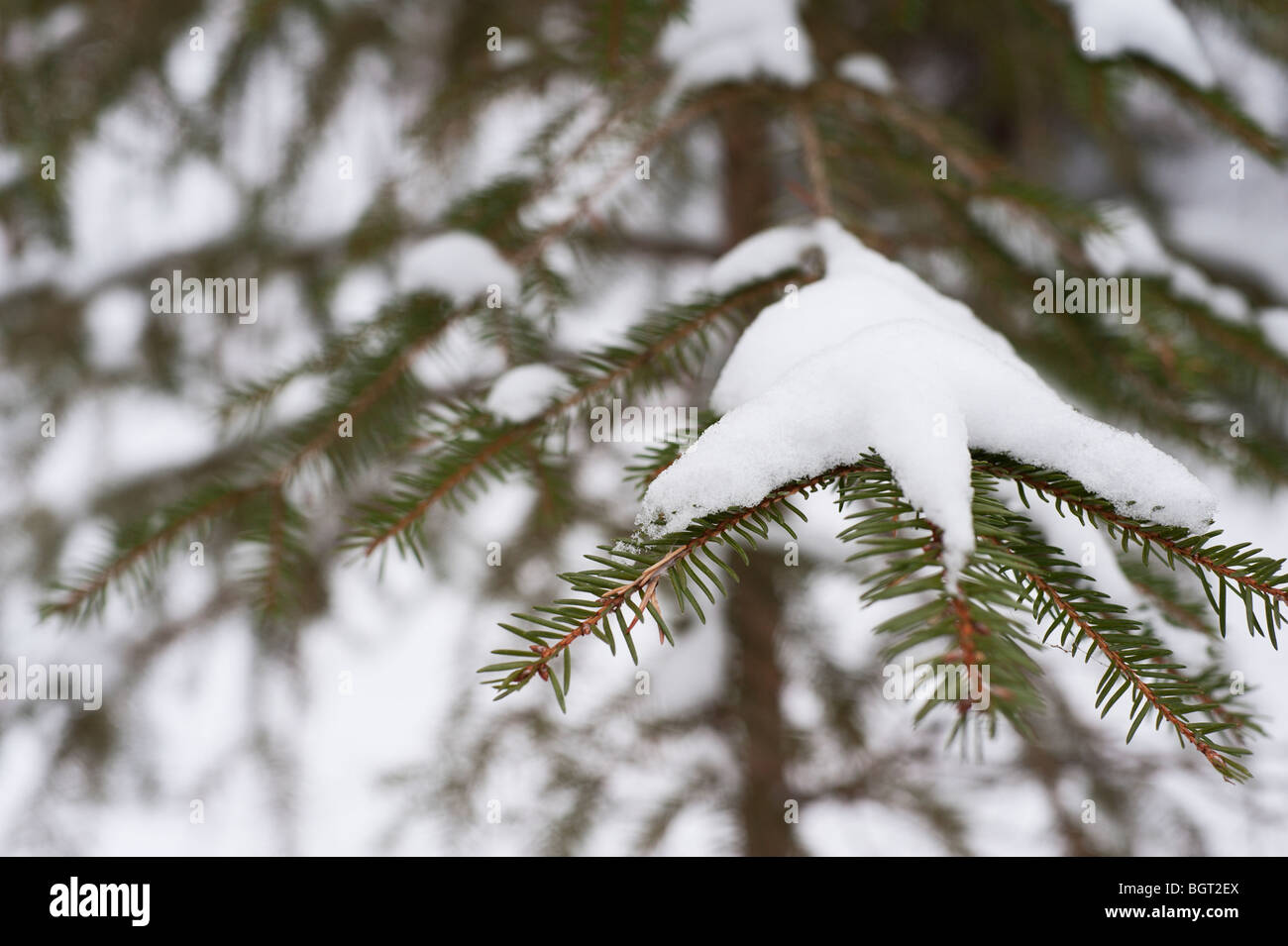 Eastern or Canadian hemlock (Tsuga canadensis) branch in snow Stock Photo