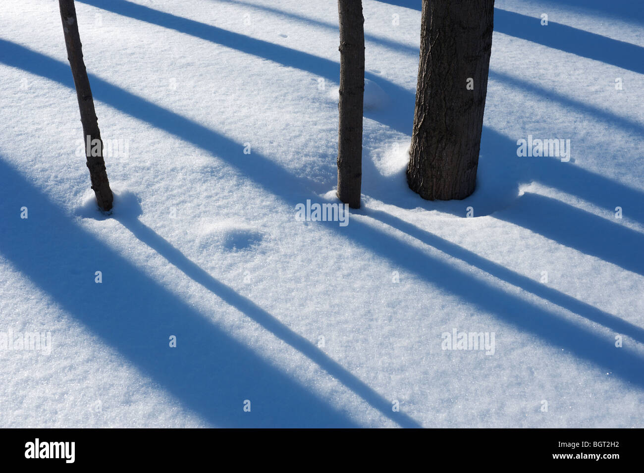 Shadows on snow in the woods on a winter afternoon, Meaford, Ontario, Canada Stock Photo
