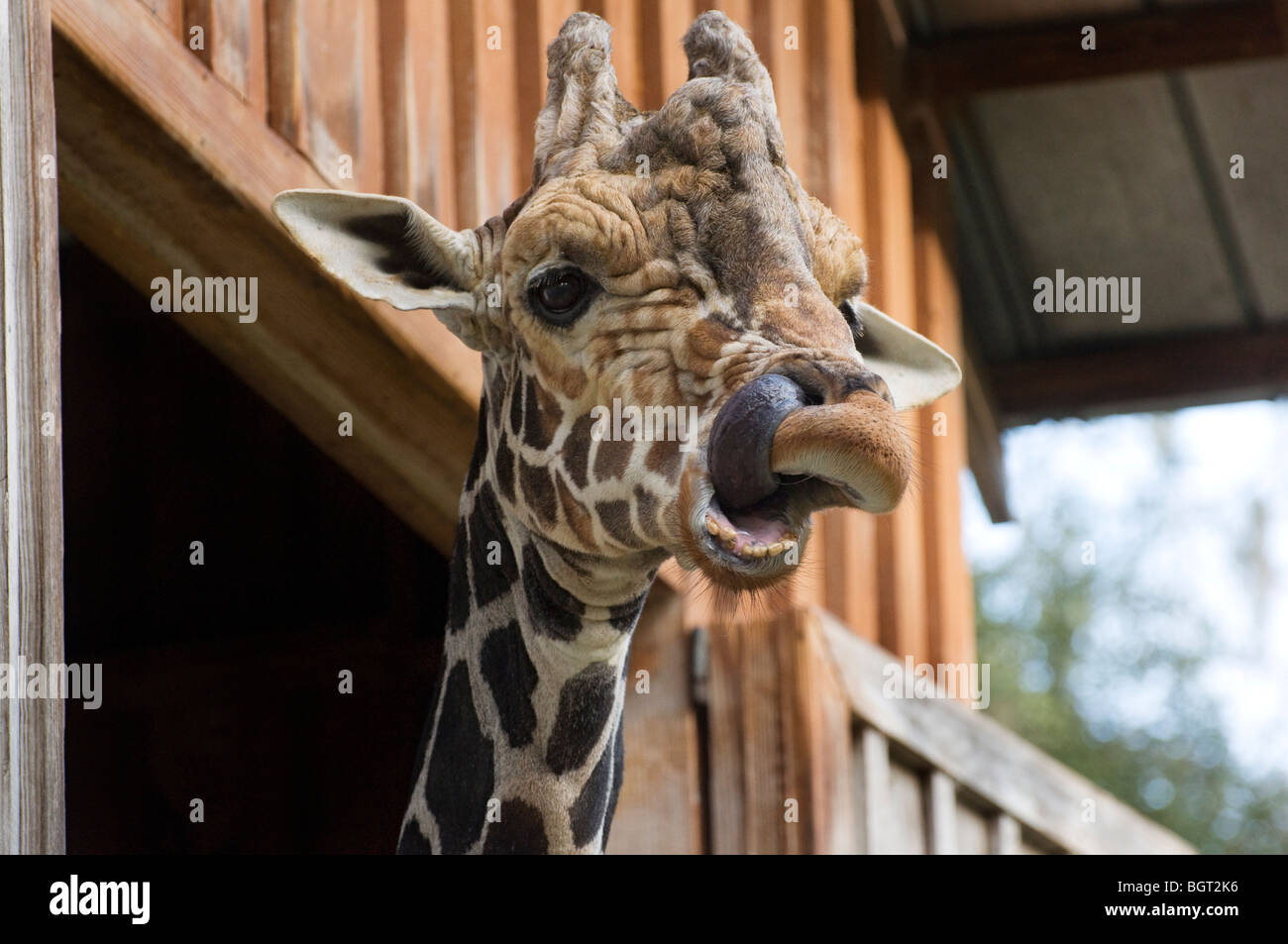 giraffe in barn at Silver Springs Florida picking his nose with his tongue Stock Photo