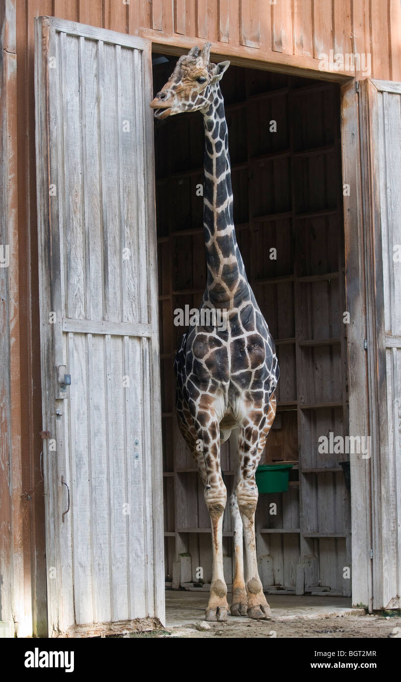 giraffe looking out of his barn at Silver Springs Florida Stock Photo