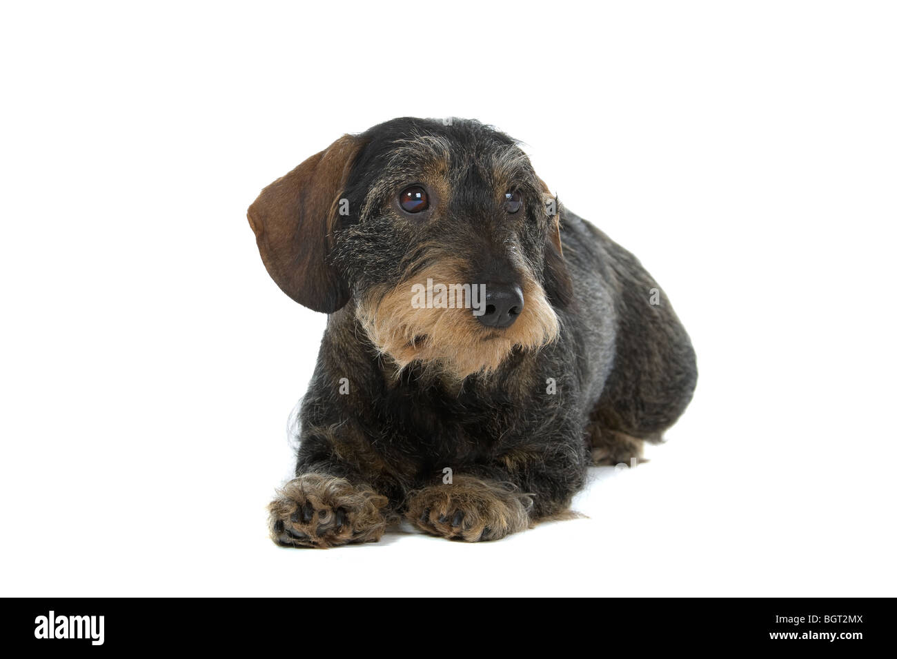 Closeup of cute wire-haired dachshund dog isolated on white background. Stock Photo