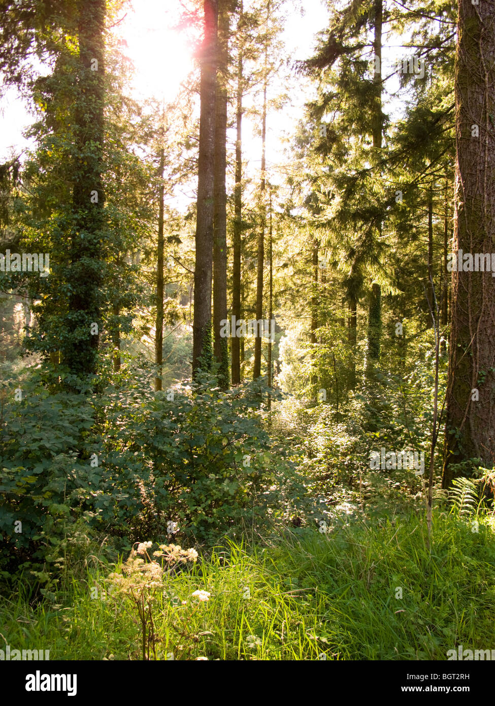 Deerpark Forest near Liskeard Stock Photo - Alamy