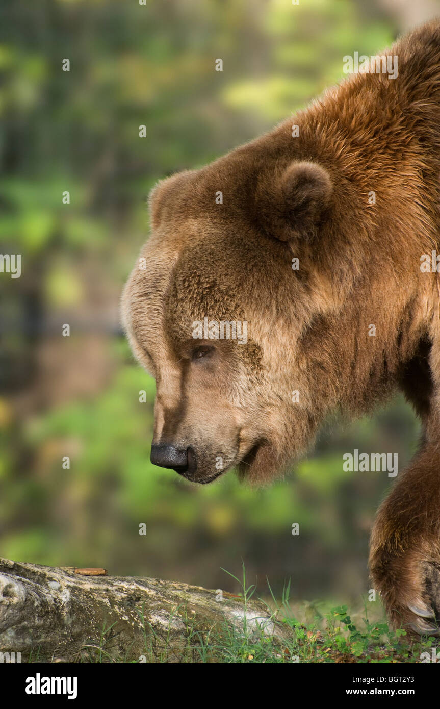 Kodiak bear silver springs florida hires stock photography and images