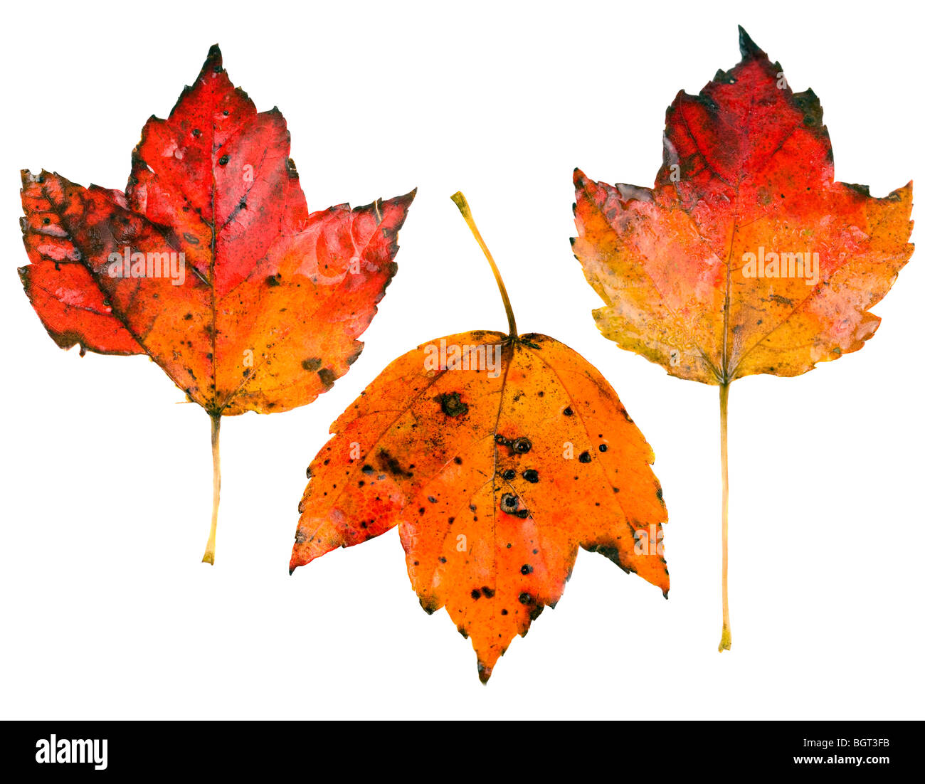 Three fall leaves isolated on white background Stock Photo