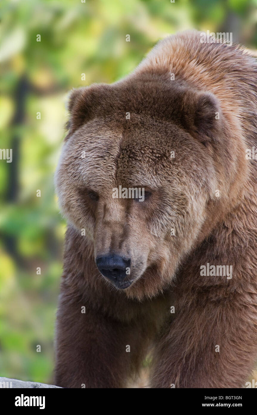 Kodiak bear hires stock photography and images Alamy
