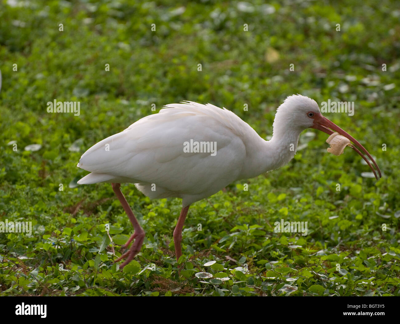 white ibis along banks of Silver Springs Florida Eudocimus albus Stock Photo