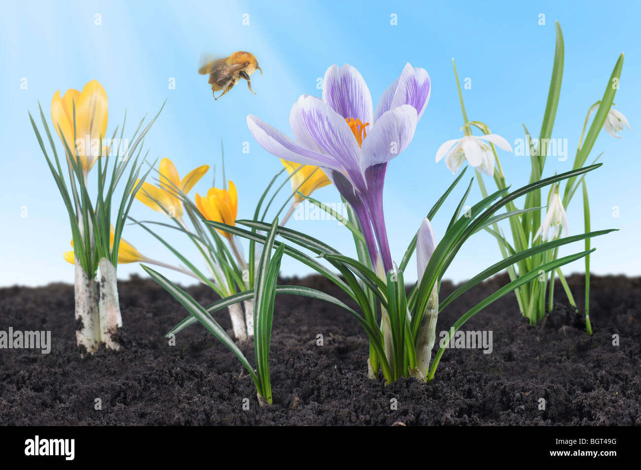 Spring flowers - crocuses and snowdrops - illuminated by sunshine with flying bumblebee. Stock Photo