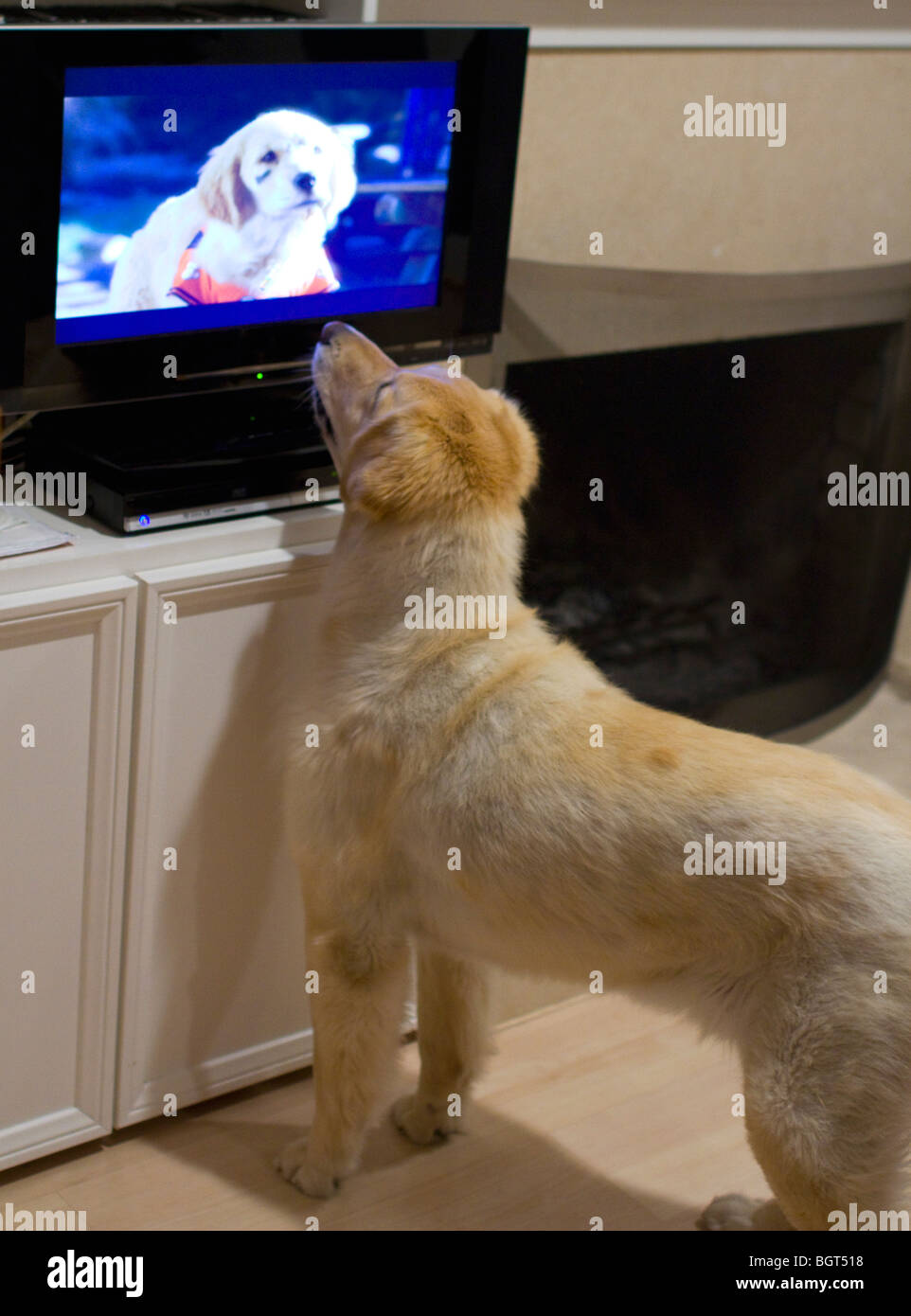 Golden Retriever looks at picture of dog on TV Stock Photo