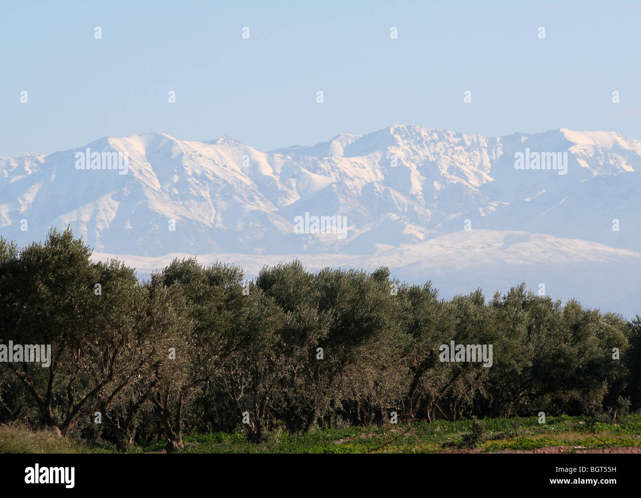 Olive Trees At The Jardins De L Agdal Garden With Atlas Mountains Stock Photo Alamy